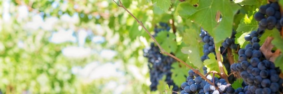 Wine Tasting in Margaret River - Western Australia