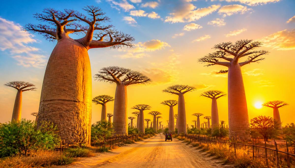 Madagascars Avenue of the Baobabs: Natures Giants