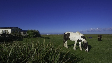 horses next to surf bay holiday park