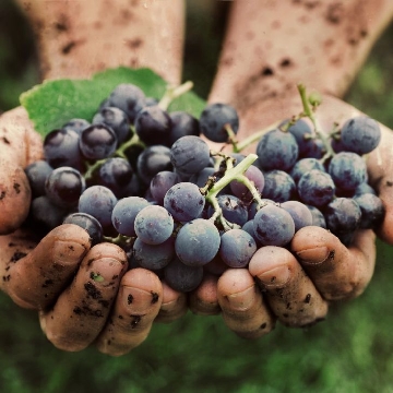 Wine Tours Margaret  River