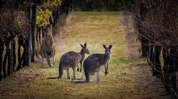 Kangaroos in Margaret River