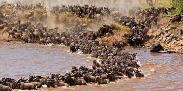 Wildebeest Migration safari Kenya