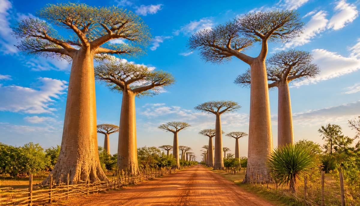 Madagascars Avenue of the Baobabs: Giants of Time and Nature
